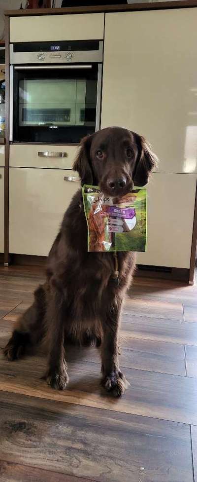 Flat Coated Retriever-Beitrag-Bild