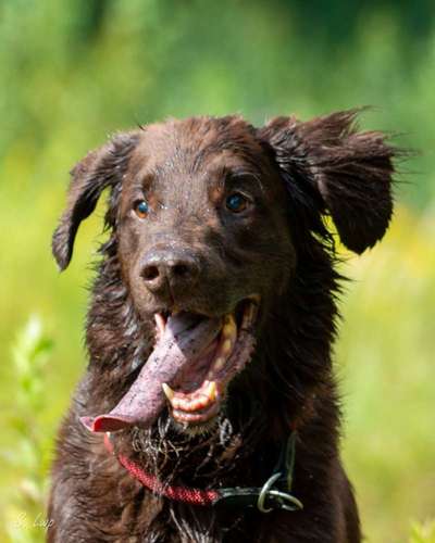 Hunde Porträt (Portrait) Galerie....-Beitrag-Bild