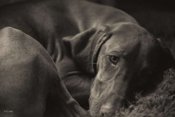 Foto-Challenge 76: Foto in Schwarz-Weiss-Beitrag-Bild