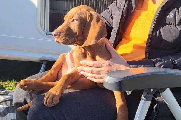 Magyar Vizsla UK-Beitrag-Bild