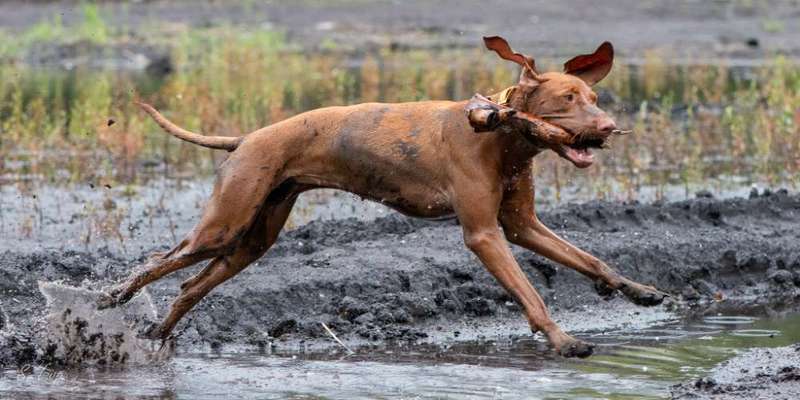dirty Dog-Beitrag-Bild
