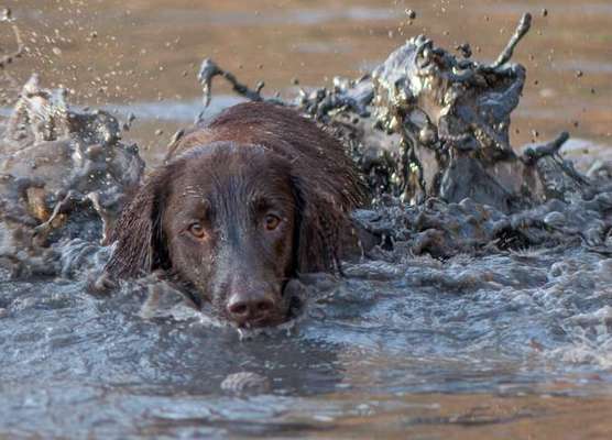 12. Farben Foto Challenge --- Braun-Beitrag-Bild