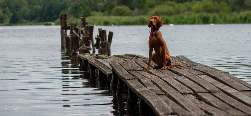 Foto's und Hundemodels-Beitrag-Bild