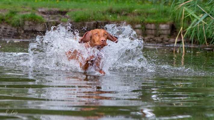 Magyar Vizsla-Beitrag-Bild