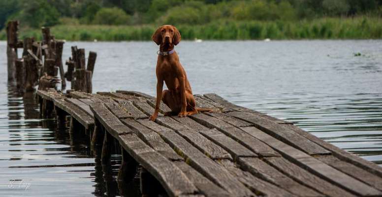 Foto's und Hundemodels-Beitrag-Bild