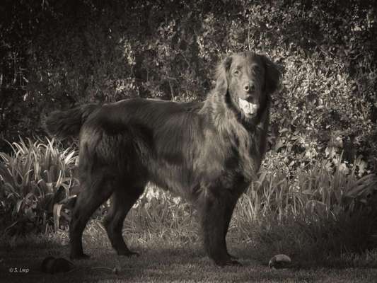Foto-Challenge 76: Foto in Schwarz-Weiss-Beitrag-Bild