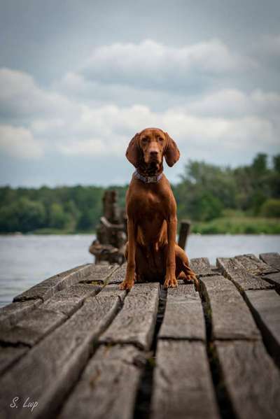 Foto's und Hundemodels-Beitrag-Bild