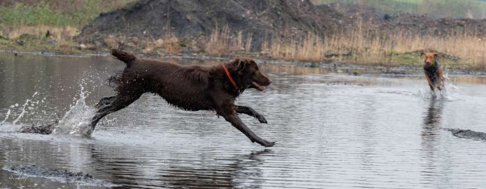 Flat Coated Retriever-Beitrag-Bild