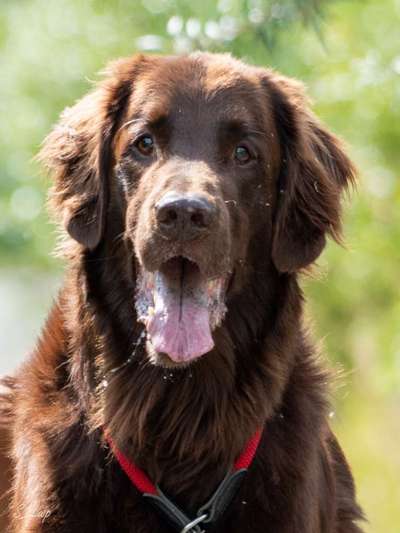 Hunde Porträt (Portrait) Galerie....-Beitrag-Bild