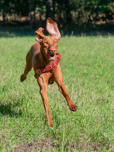 Zeigt her eure Junghunde :)-Beitrag-Bild