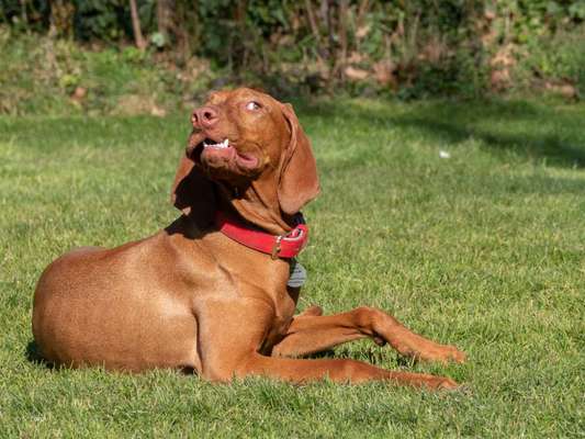 Lustigsten Grimassen von euren Hunden-Beitrag-Bild