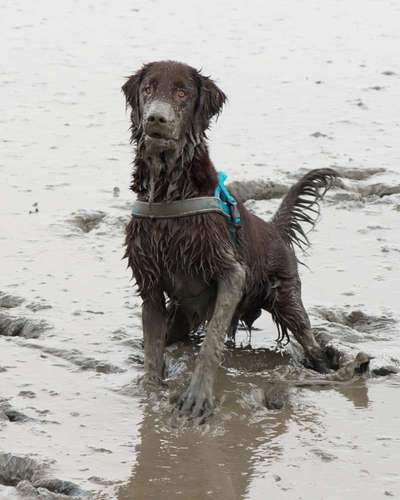 FOTOCHALLENGE 72 - Glücklicher Hund im Schmuddel-Look-Beitrag-Bild