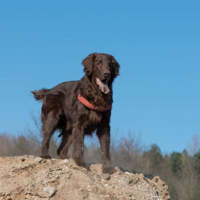 Reinrassige Hunde?-Beitrag-Bild