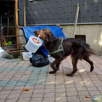 Bild wo euer Hund quatsch macht-Beitrag-Bild