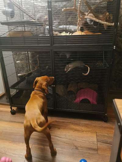 Andere Haustiere?-Beitrag-Bild