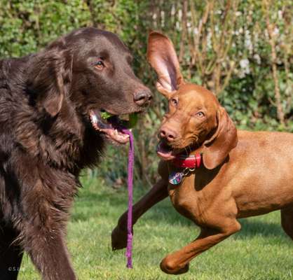 Seltene Rassen!-Beitrag-Bild