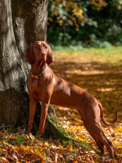 Reinrassige Hunde?-Beitrag-Bild