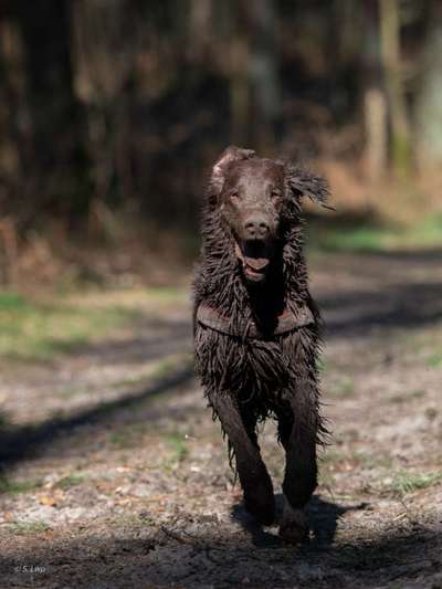 dirty Dog-Beitrag-Bild