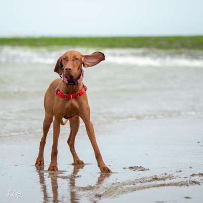 Foto's und Hundemodels-Beitrag-Bild