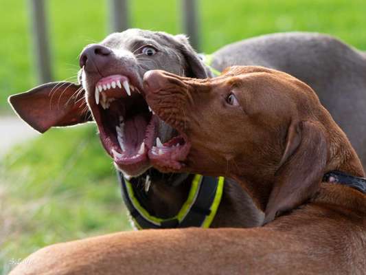 FOTO CHALLENGE 77 - Dein Hund im Spiel-Beitrag-Bild