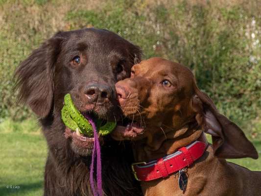 Hunderunde-Beitrag-Bild