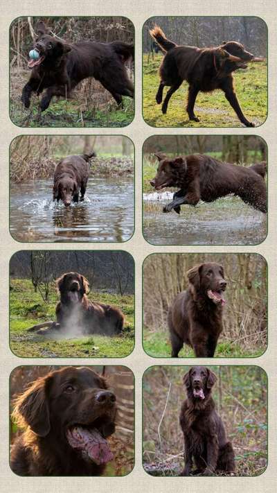 Flat Coated Retriever-Beitrag-Bild