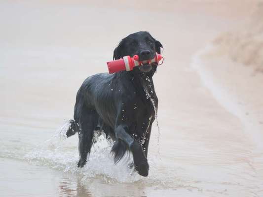 Die Dogorama Kalender Challenge Titelbild-Beitrag-Bild