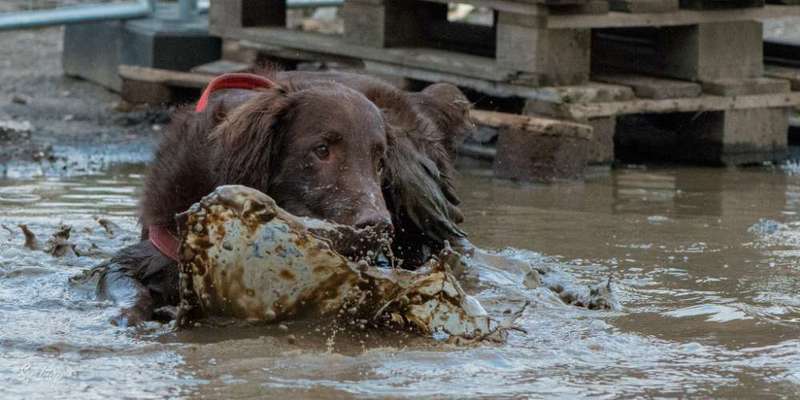 dirty Dog-Beitrag-Bild