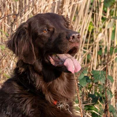 Hunde Porträt (Portrait) Galerie....-Beitrag-Bild