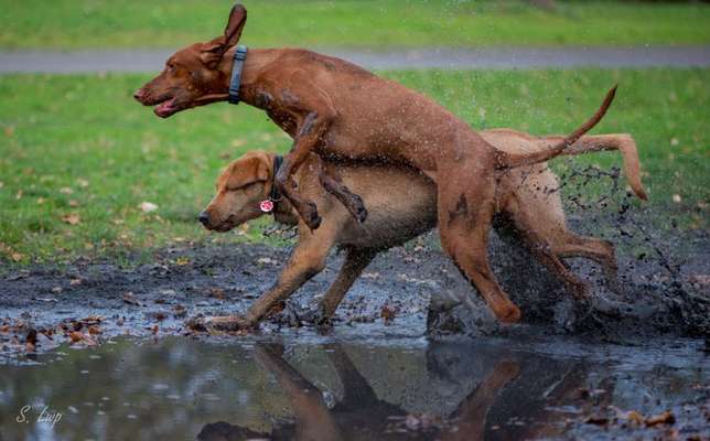 dirty Dog-Beitrag-Bild