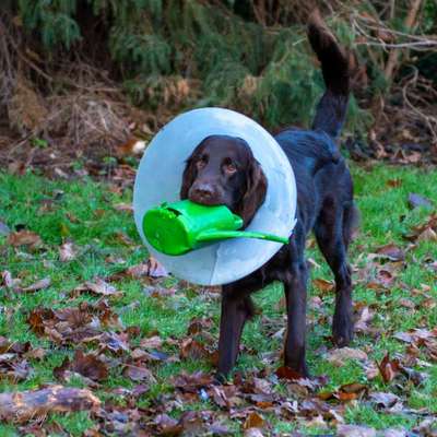 Dogorama Foto Challenge - Erwischt-Beitrag-Bild