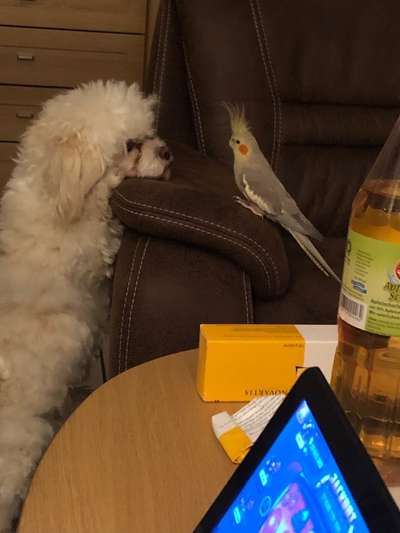 Fotochallenge Nr. 51 "Euer Hund mit anderen Tieren"-Beitrag-Bild