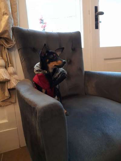 Prager Rattler-Beitrag-Bild