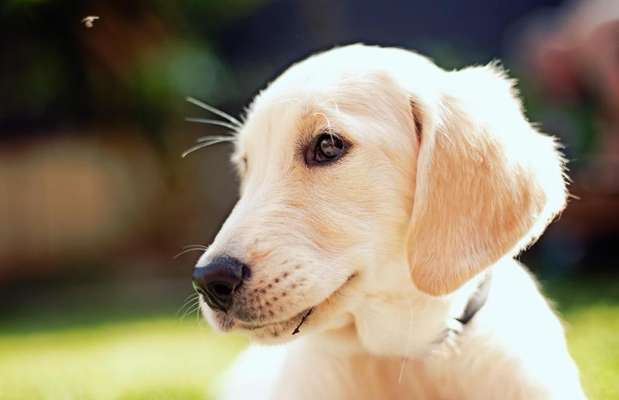 Dogorama Photo Challenge - Hundeblick zum hinschmelzen-Beitrag-Bild