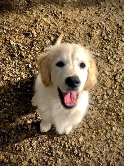 Wo sind die Golden Retriever Liebhaber?-Beitrag-Bild