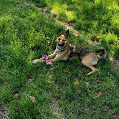 Hundetreffen-Spielen & Spazieren & neue Hundefreunde finden 💕-Bild