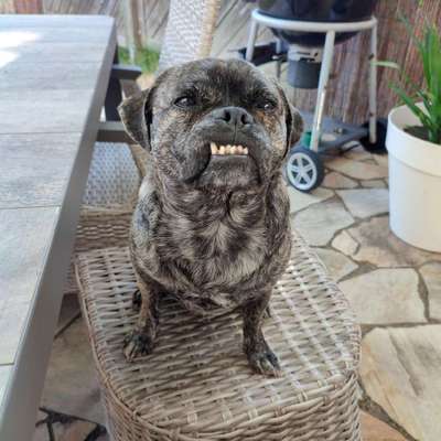 Dogorama Photo Challenge - Details Ganz nah-Beitrag-Bild