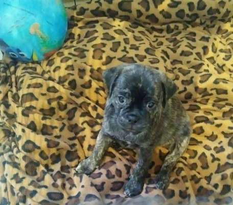 Wie kamst du zu deinem Hund?-Beitrag-Bild