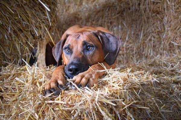 Die Dogorama Kalender Challenge Titelbild-Beitrag-Bild