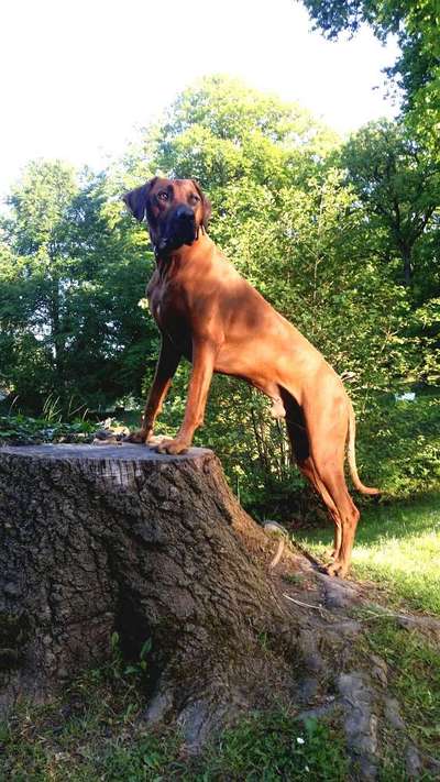 Rhodesian Ridgeback-Beitrag-Bild