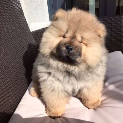 Welpen Bilder !-Beitrag-Bild