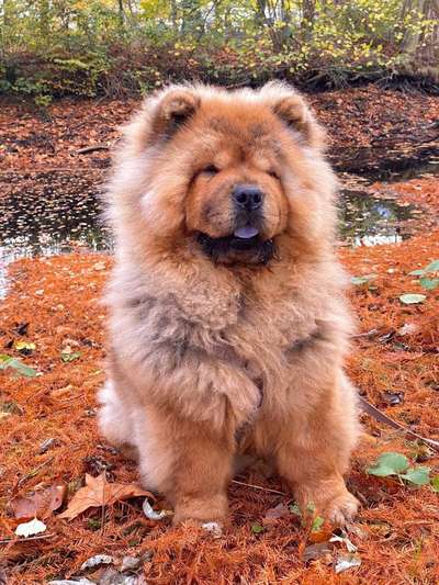 Chow Chows?-Beitrag-Bild