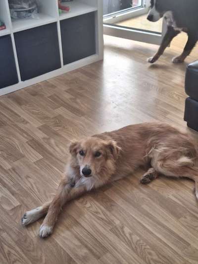 Pastor Garafiano-Beitrag-Bild