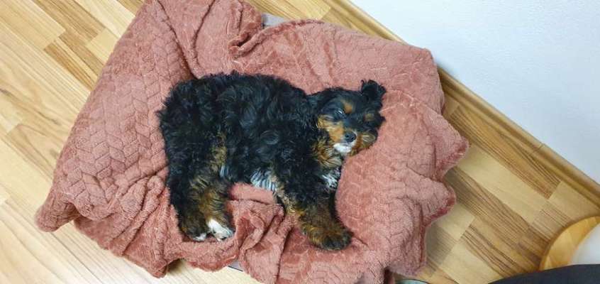 Dogorama Photo Challenge - Fail/Outtakes-Beitrag-Bild