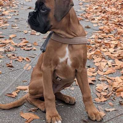 Hundetreffen-Welpentreffen-Bild