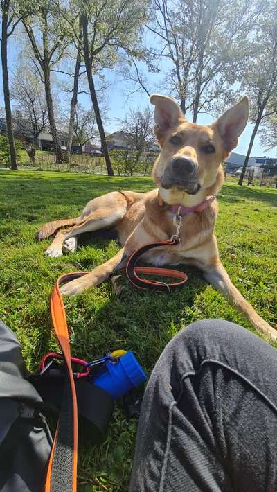 Hundetreffen-Sozialkontakte/gemeinsames Training/Gassi-Bild