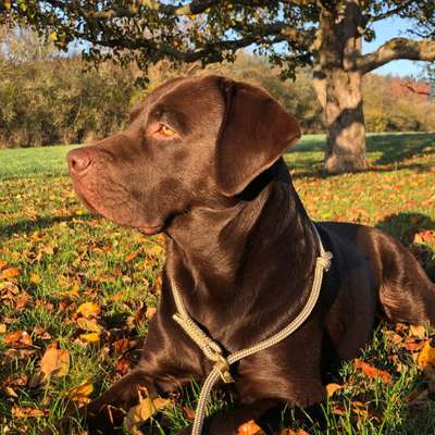 Hundetreffen-Gemeinsam Laufen🐕-Bild