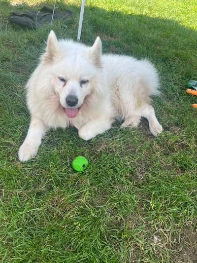 Samojede Besitzer-Beitrag-Bild