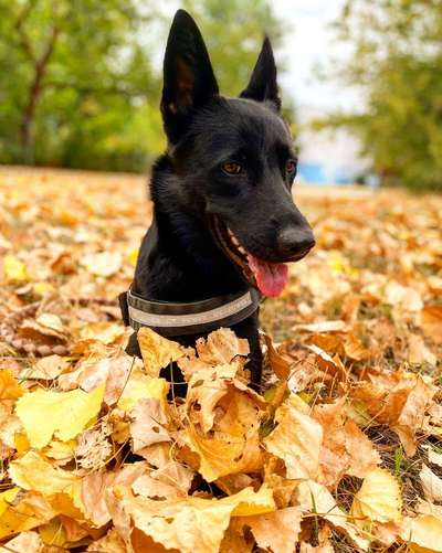 Dein Hund im Dogorama-Kalender 2021-Beitrag-Bild