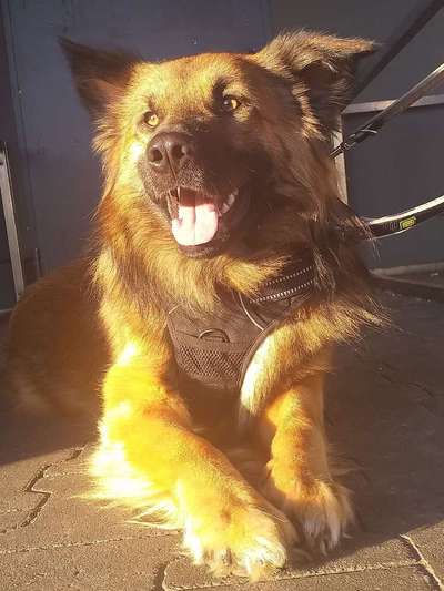 Harzer Fuchs-Beitrag-Bild